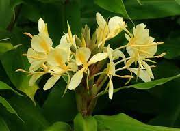 Pin On Hawaiʻi Flora