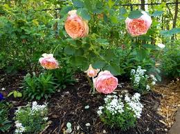 This carefree and floriferous shrub rose is sure to make you smile! Too Many Roses Flowers In My Garden