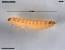 Trogoderma Larvae