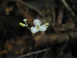 Image result for Gymnosiphon