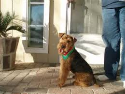 All puppies have now been sold. Welsh Terrier Puppies In California