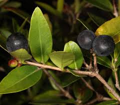 Image result for Carissa tetramera