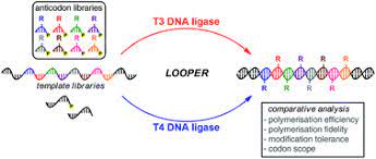 Ligare verbinden , verketten ) sind enzyme, die das verknüpfen zweier moleküle durch eine chemische bindung katalysieren. Efficiency And Fidelity Of T3 Dna Ligase In Ligase Catalysed Oligonucleotide Polymerisations Organic Biomolecular Chemistry Rsc Publishing