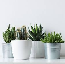 Check spelling or type a new query. 12 Best Indoor Plants That Are Easy To Grow