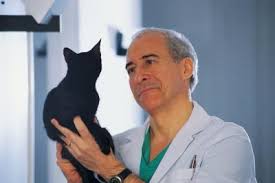 As a combined roundworm and tapeworm treatment our dogs can pick up parasites in all kinds of. Panacur Vs Drontal For Kittens