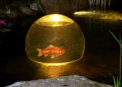 That means questing and trusting to luck. Aquatic Add A Sphere For Fish In Water Gardens Ponds Tjb Inc Online Store
