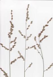 Image result for Eragrostis gummiflua