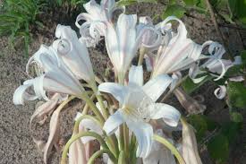 Image result for Crinum rautanenianum