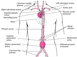 Development and function of the blood vessels: Aortic Branch Aneurysms Heart And Blood Vessel Disorders Msd Manual Consumer Version
