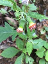 Image result for Crassocephalum radiatum