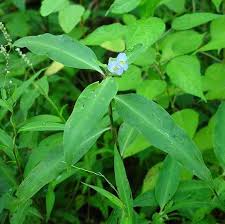 Image result for Commelina congesta