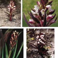 Image result for Disa chimanimaniensis