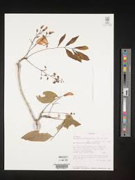 Image result for Millettia eetveldeana