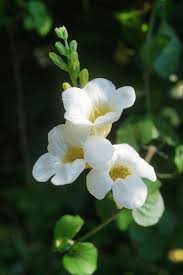 Image result for Asystasia malawiana