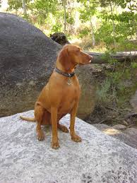 Check spelling or type a new query. Anybody Familiar With Vizslas Ih8mud Forum