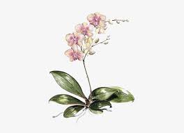 moth orchids drawing botanical illustration watercolor orchid botanical illustration free transparent png download pngkey moth orchids drawing botanical