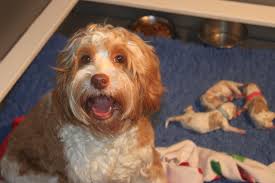 Australian labradoodle puppies are 8 weeks old