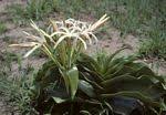 Image result for Crinum buphanoides