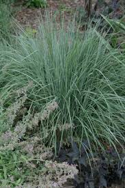 Image result for Schizachyrium brevifolium