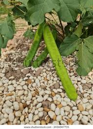 Image result for Canavalia