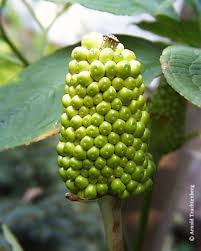 Image result for Arisaema