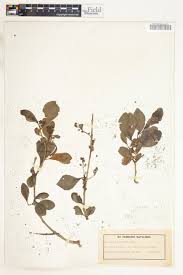 Image result for Scolopia zeyheri