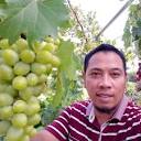 Sentra Bibit Anggur - Kebumen, Jawa Tengah, Indonesia | Profil ...