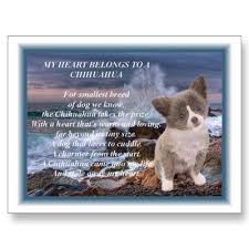 My Heart Belongs To A Chihuahua Poem Postcard Zazzle Com Chihuahua Chihuahua Love Cute Chihuahua