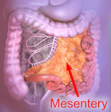 Mesentery Wikipedia