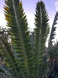 Image result for Encephalartos transvenosus