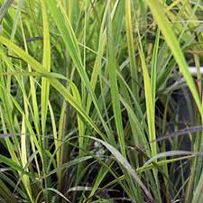 Image result for Andropogon