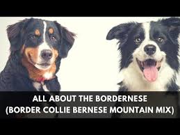 Border collie mixed with boxer puppies need a lot of physical and mental stimulation as they possess high energy levels. Bordernese Border Collie Bernese Mountain Dog Mix Info Pictures Facts