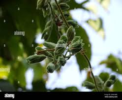 Image result for Rhynchosia hirta