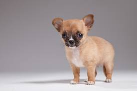 Image result for 10 day old street pups