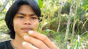 Pasien dilukai ditbagian bahu kanan dengan jarum. Proses Pengambilan Bunga Sereh Untuk Dijadikan Jimat Youtube