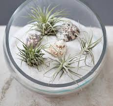 They get all the nutrients from the air and require minimal care. Sand Art Terrarium Diy Plus How To Care For Air Plants Gina Michele