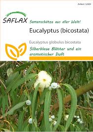 Eukalyptus eucalyptus globulus mit bild (foto) + infos, bei pflanzen blütezeit höhe breite herkunft, pflege/ansprüche und andere eigenschaften dieser pflanzen für den garten, bilder, fotos. Straucher Hecken Schnellwuchs Garten Baum Immergruner Schnee Eukalyptus Samen Garten Terrasse Lingoana Com