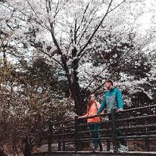 Maybe you would like to learn more about one of these? Bunga Sakura Di Kebun Raya Cibodas Sedang Bermekaran Travel Tempo Co