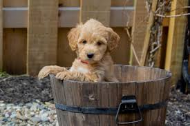Maybe you would like to learn more about one of these? Mini Goldendoodle Facts Cost Lifespan Size And Care