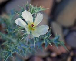 Image result for Argemone ochroleuca