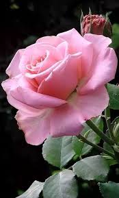Pin de Ane castro en Beautiful roses ✿♡ | Flores bonitas, Rosas bonitas,  Flores exóticas