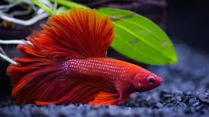 Kumpulan video ikan cupang, unik, cantik, eksotis buat kalian yg minat dengan ikan cupang nya ikan cupang hias paling cantik, cara menyilangkan ikan cupang hias, foto cupang hias, lihat ikan. 10 Jenis Cupang Cantik Untuk Dipelihara Di Masa Pandemi