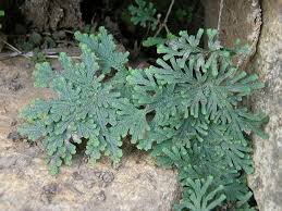 Image result for Selaginella imbricata