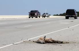 For security reasons, high profile government officials and former officials, like barack obama and joe biden, as well as both bill and hillary clinton, have lyndon johnson was the last president to drive on public roads. Roadkill Wikipedia