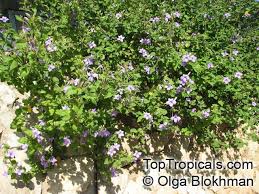 Image result for Barleria obtusa