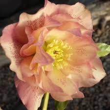 Image result for Impatiens gomphophylla