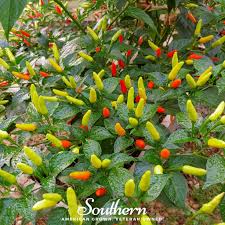 Image result for Capsicum frutescens