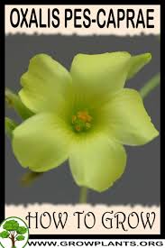 Image result for Oxalis pes-caprae