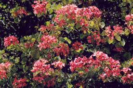 Image result for Bauhinia galpinii