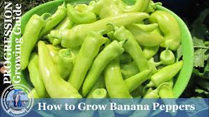 Banana peppers get their name from their color and shape which resemble that of a banana. How To Grow Banana Peppers Progression Growing Guide Youtube